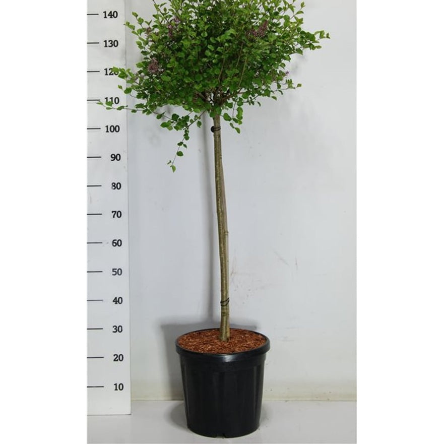 Dvärgsyren – Syringa meyeri 'Palibin' - C18 80 cm. Stam