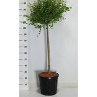 Dvärgsyren – Syringa meyeri 'Palibin' - C18 80 cm. Stam