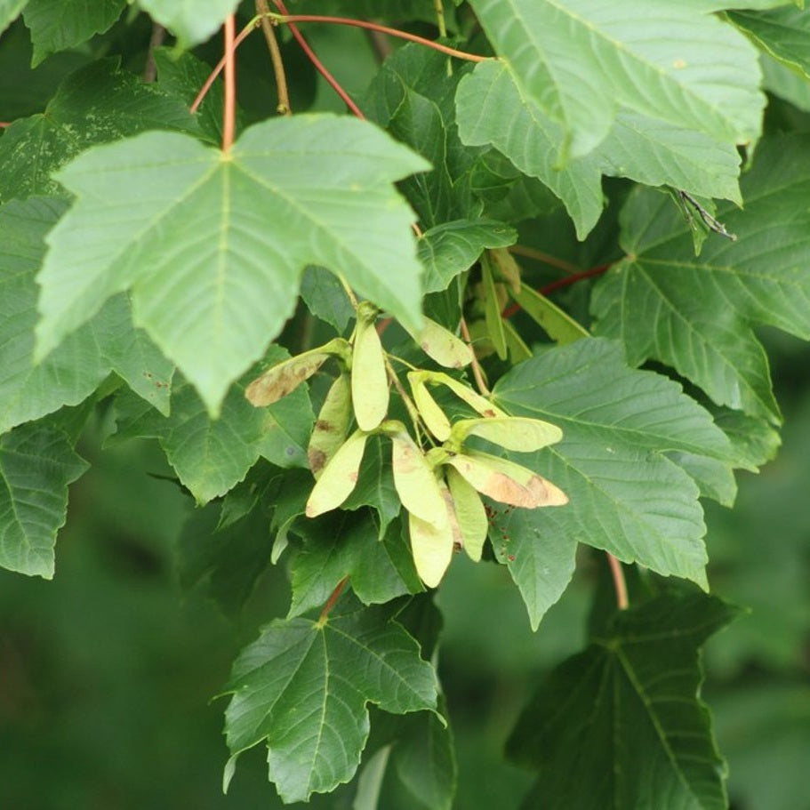 Sykomorlönn – Acer pseudoplatanus - 40-60 CM bare root 1/1