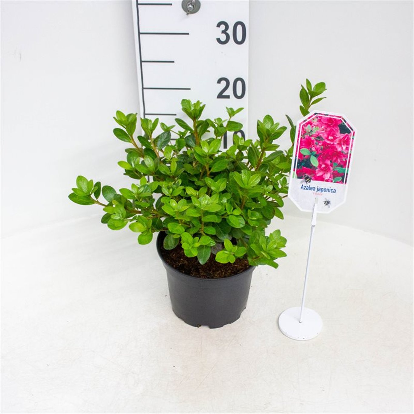 Rhododendron – Rhododendron (AJ); 'Florida' - C2 20-25 CM