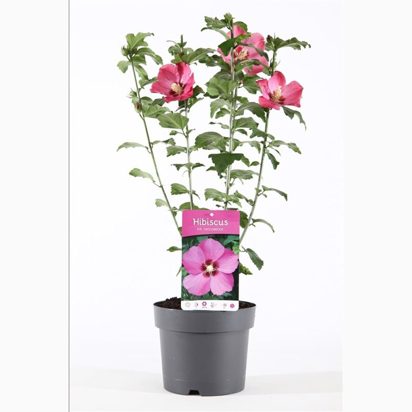 Hibiskus – Hibiscus syriacus 'Woodbridge' - C3