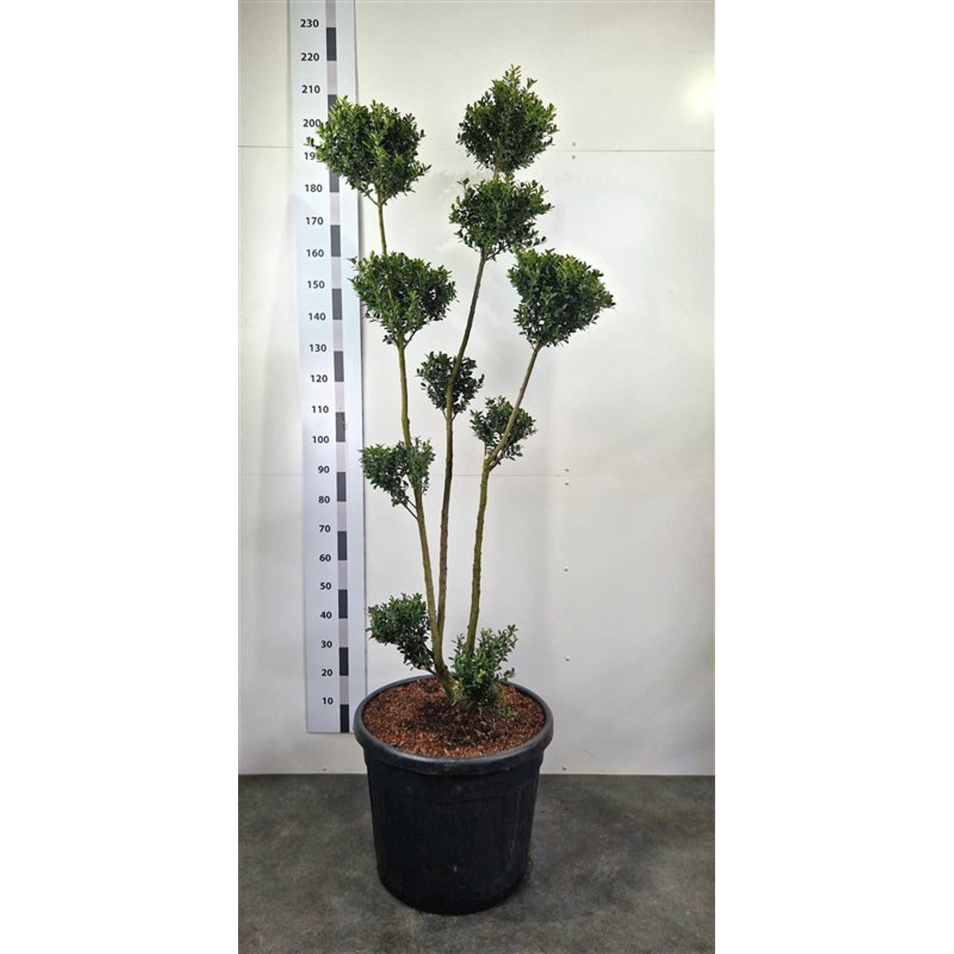 Japansk järnek – Ilex crenata - 160-180 CM Ponpon Cont.