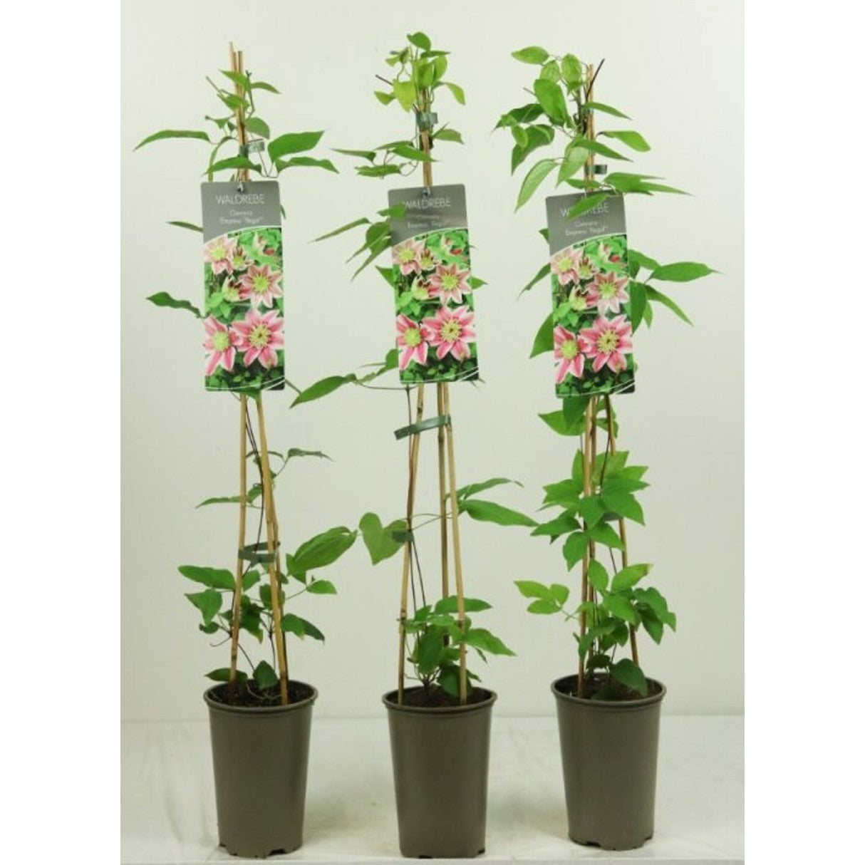 Klematis – Clematis 'Empress' - C2 60-80 CM Stick