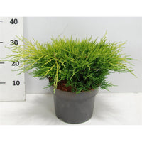 Pfitzer-en – Juniperus pfitzeriana 'Old Gold' - C5 30-40 cm.