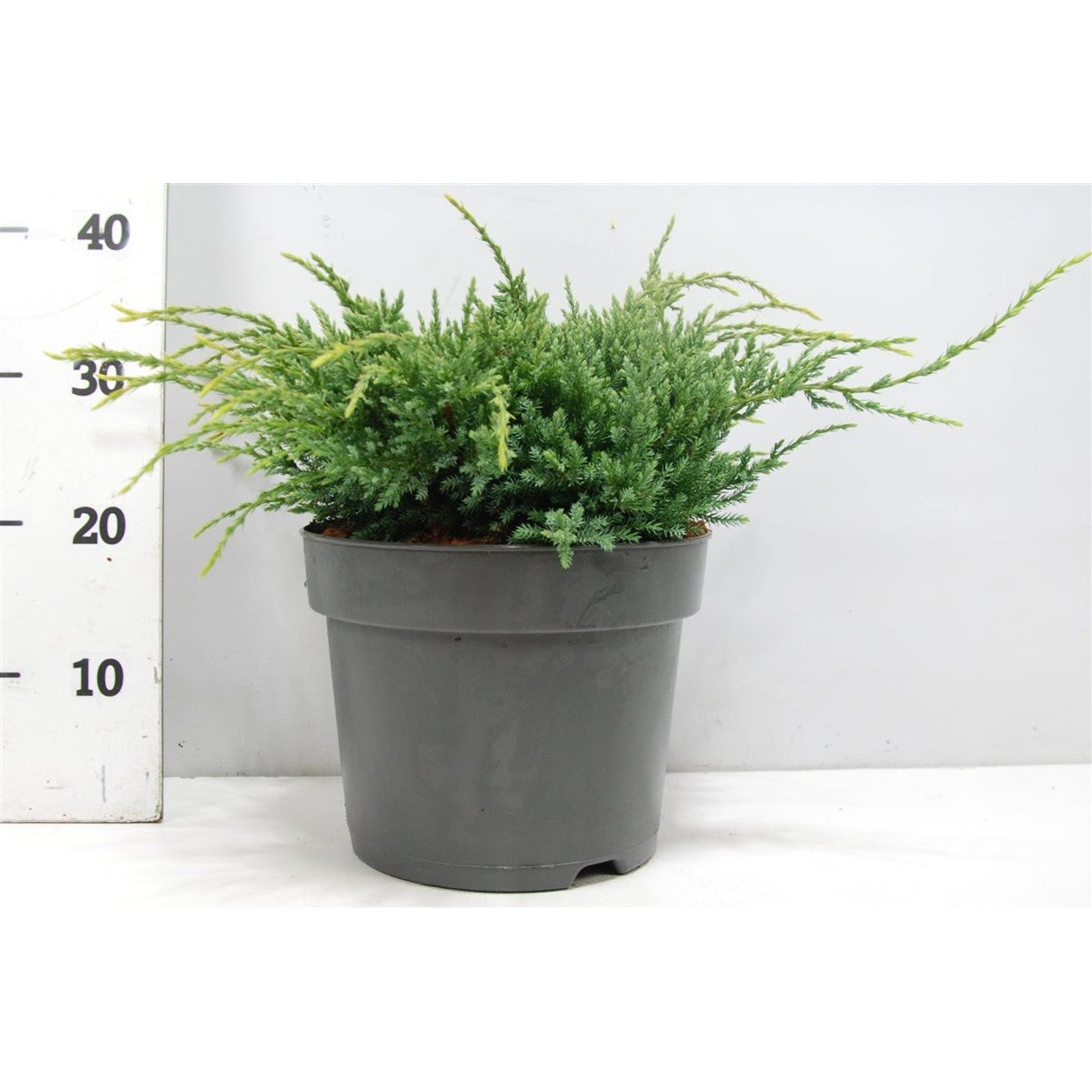 Fjäll-en – Juniperus squamata 'Holger' - C7.5 30-40 CM