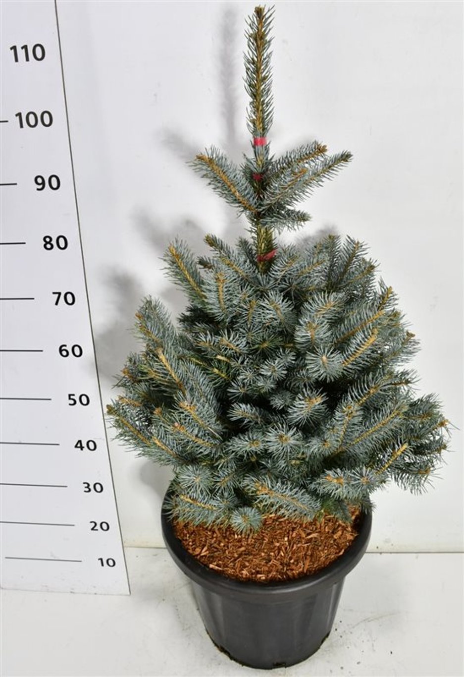 Blågran – Picea pungens &
