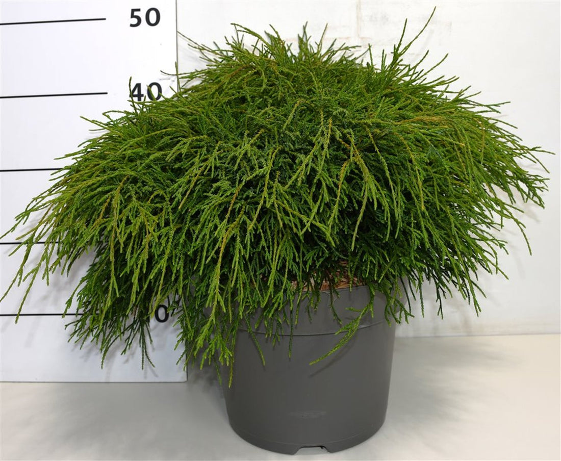 Ädelcypress – Chamaecyparis pisifera &