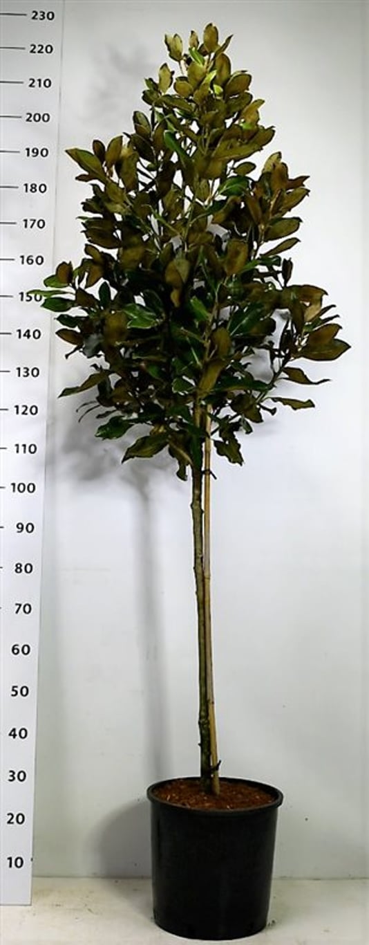 Städsegrön magnolia – Magnolia grandiflora &