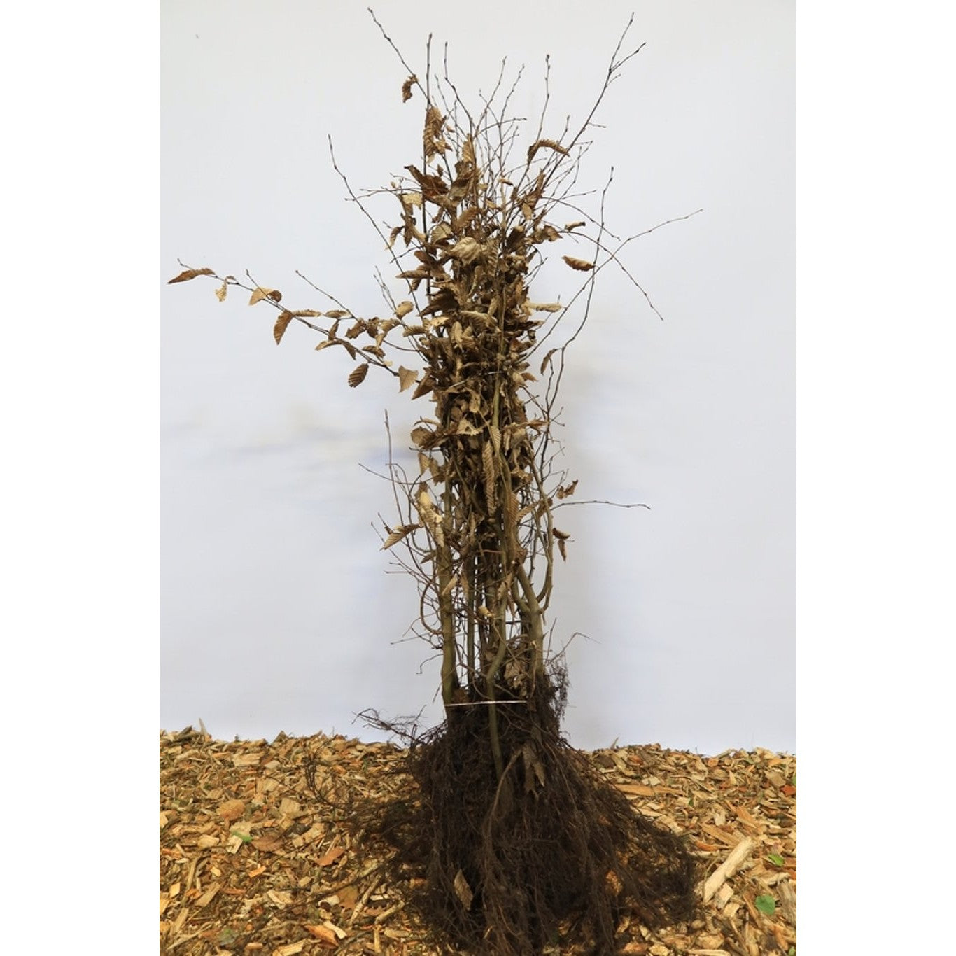 Avenbok – Carpinus betulus - 100-120 CM barrot 1/2