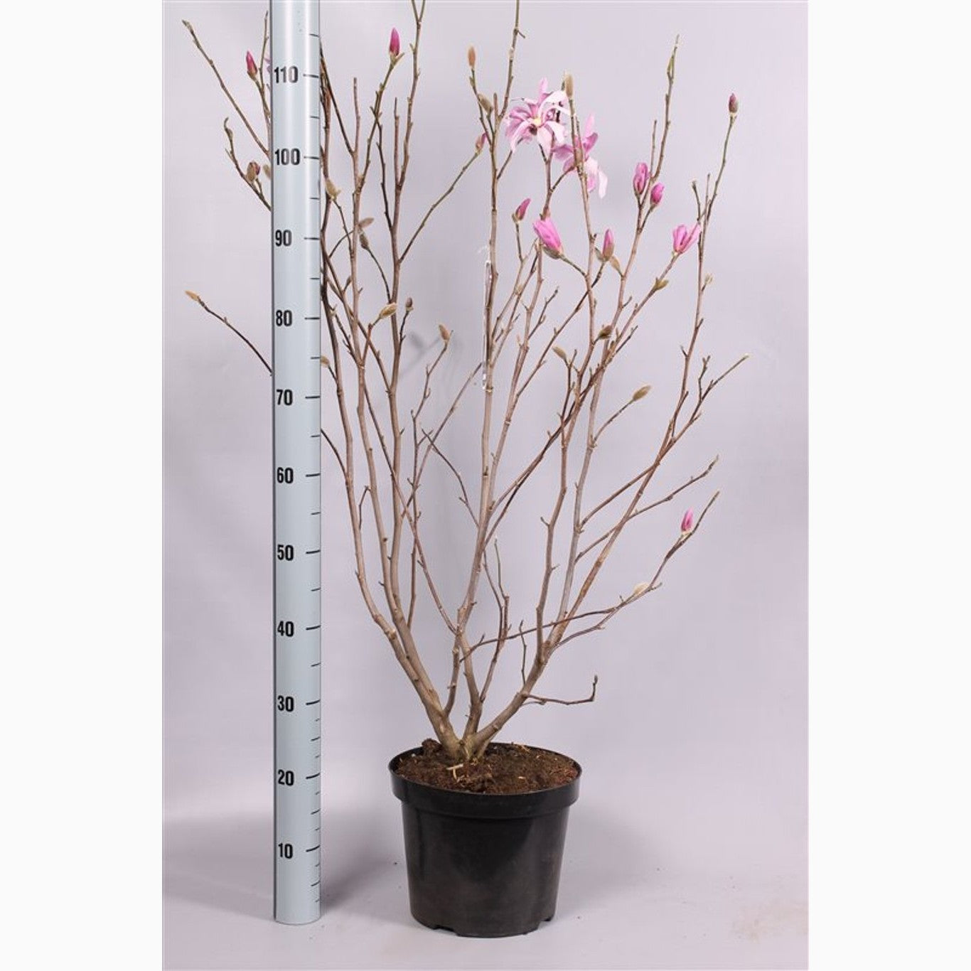 Mangave – Mangave 'Lavender Lady' - C7.5 80-100 CM