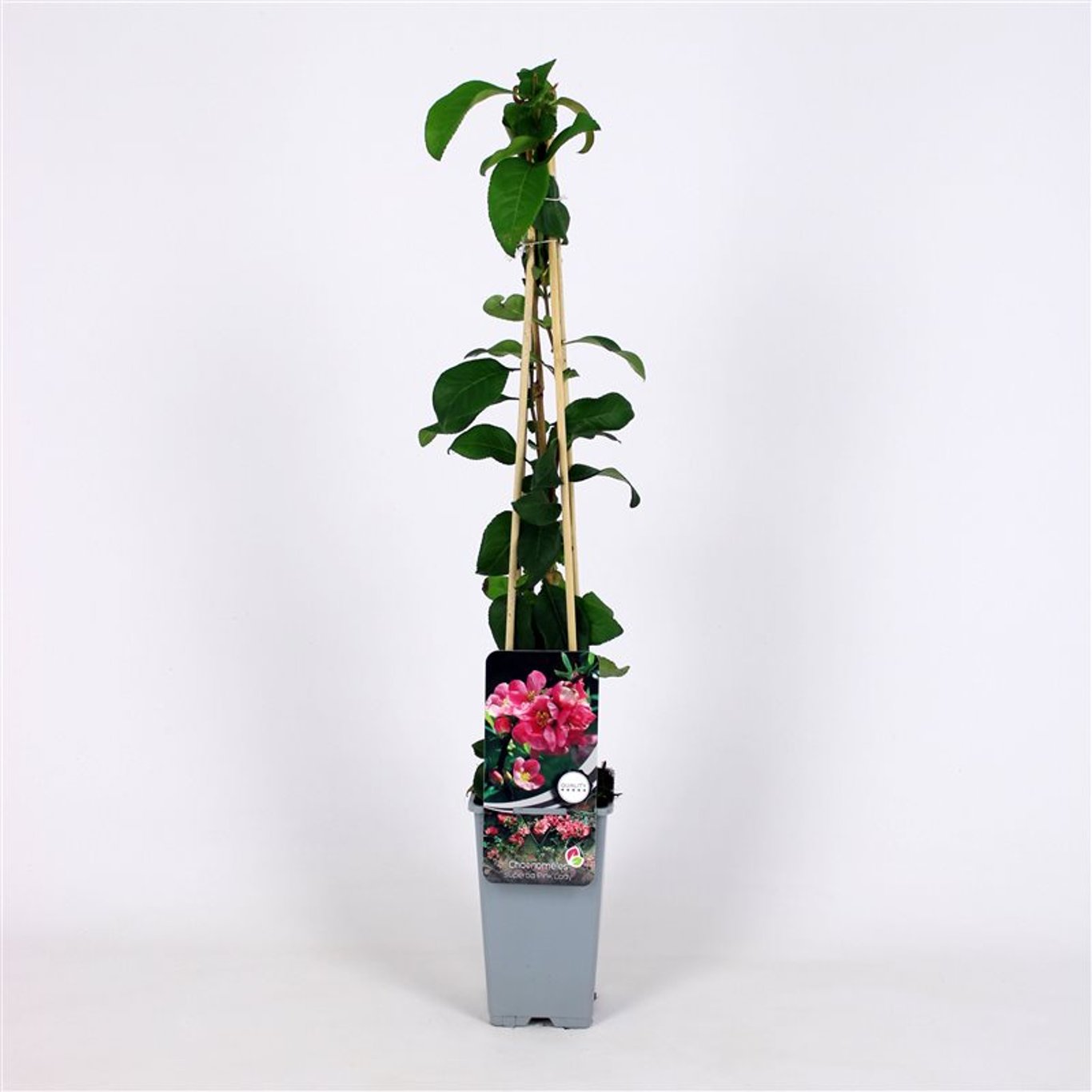 Hybridkvitten – Chaenomeles superba 'Pink Lady' - C2 70/+ CM