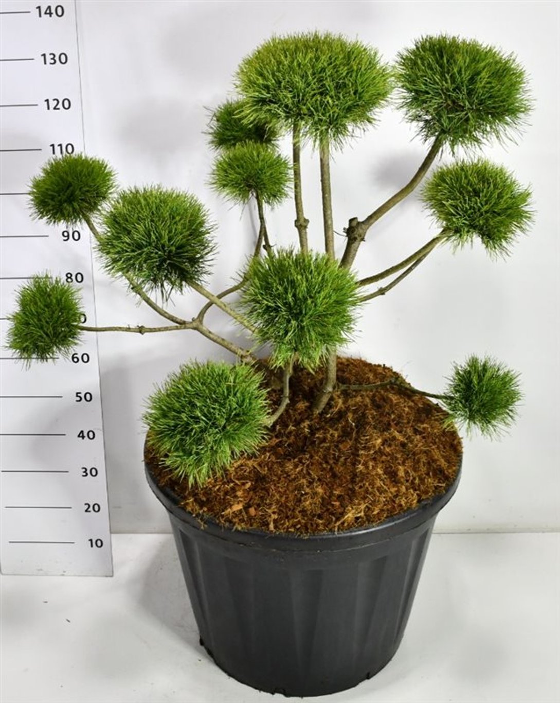 Tall – Pinus sylvestris &