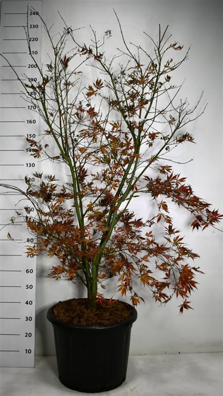 Japansk lönn – Acer palmatum &
