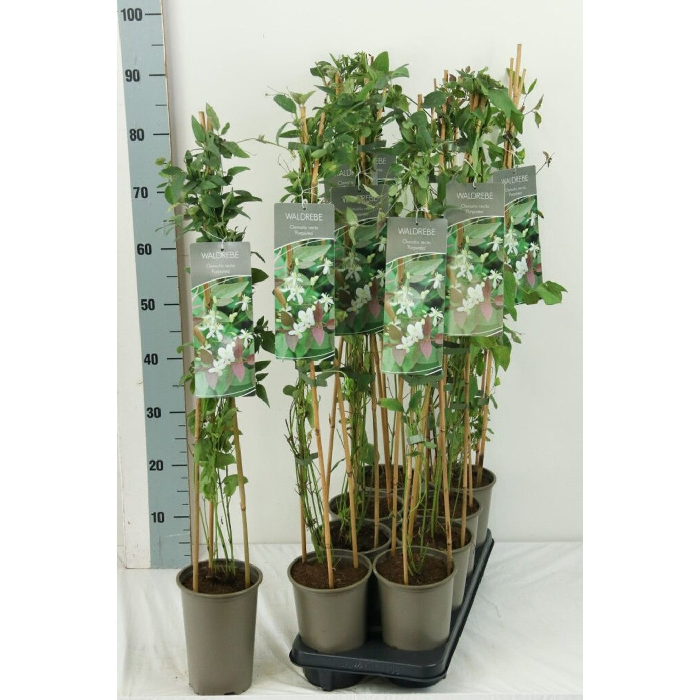 Klematis – Clematis recta 'Purpurea' - C2 60-80 CM Stick