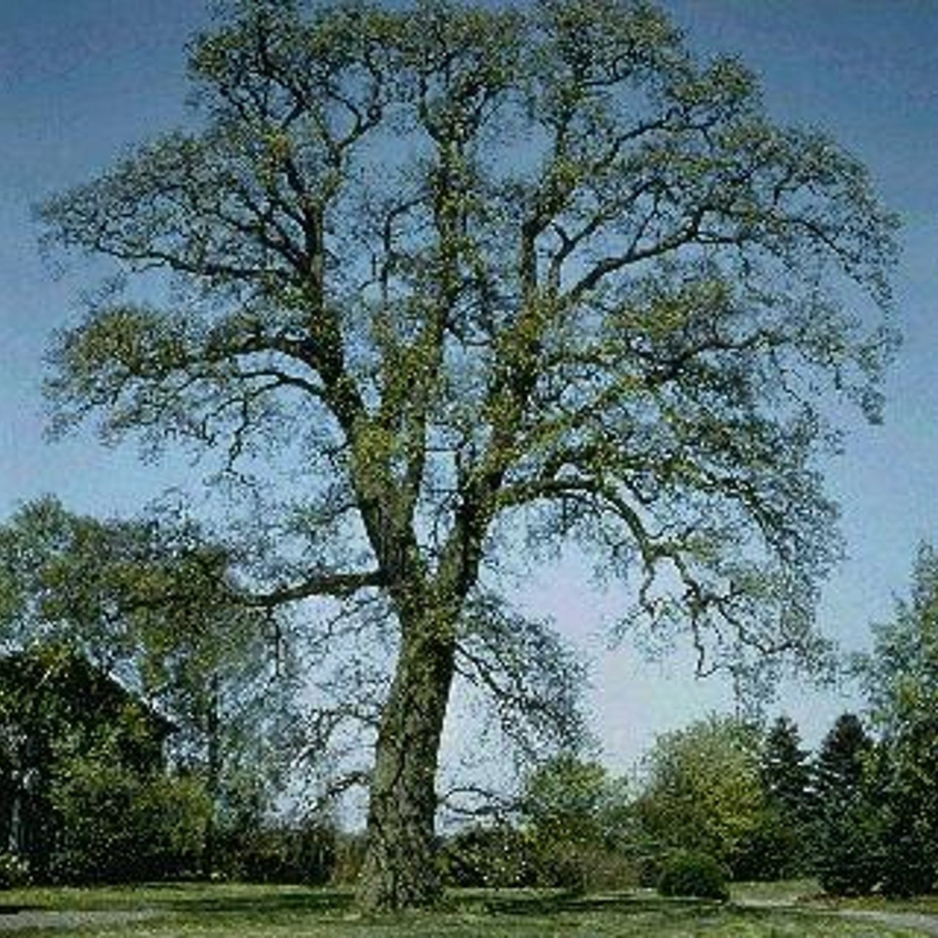 Ek – Quercus robur - C20 6/8  150 CM Stem