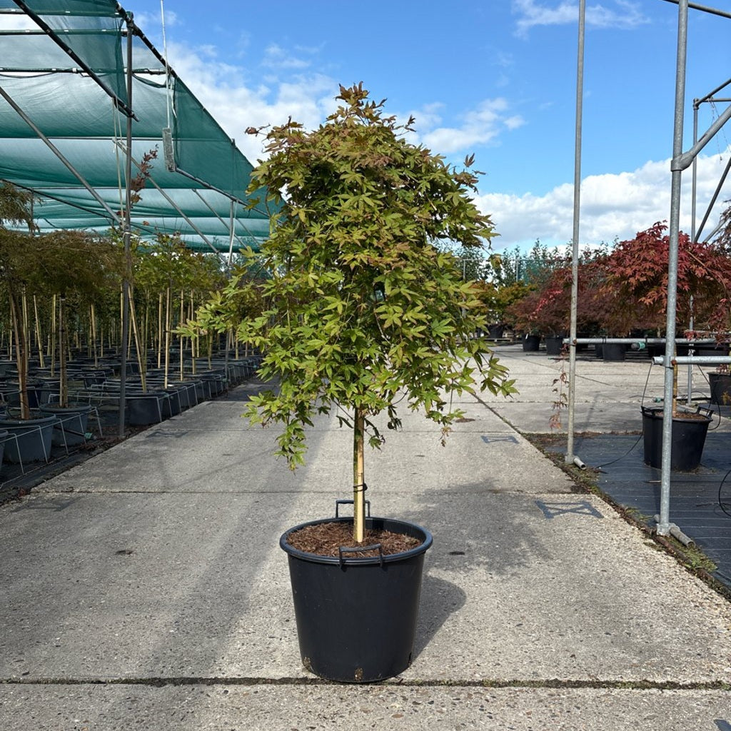 Japansk lönn – Acer pal. 'Ryusen' - 90 CM Stem C30