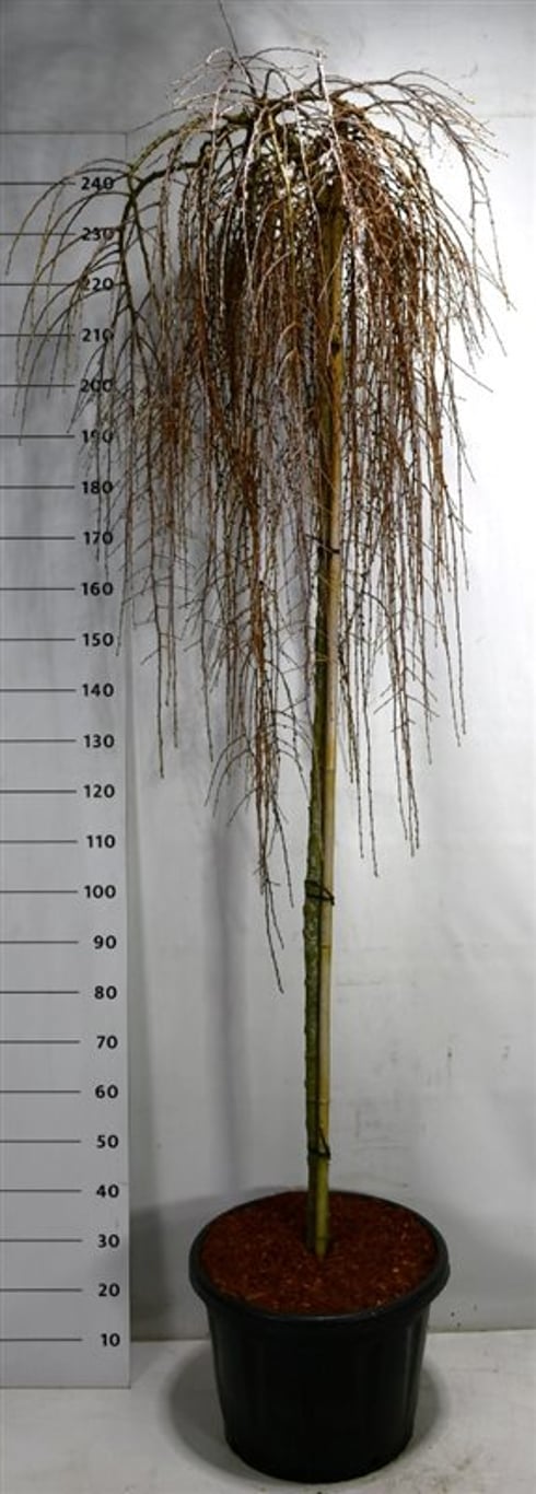 Japansk lärk – Larix kaempferi 'Stiff Weeper' - C45 200 cm. Stam