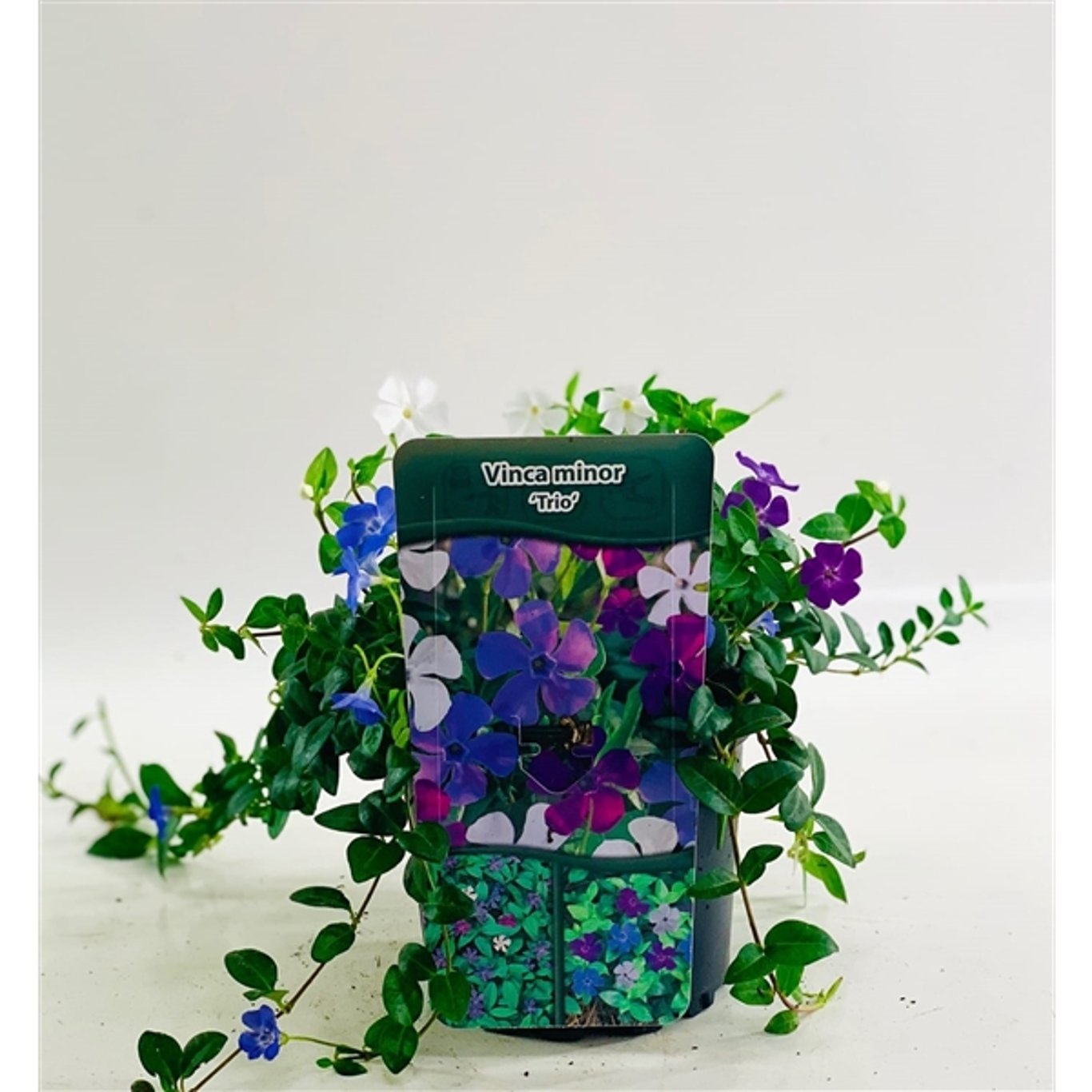 Vintergröna – Vinca minor 'Tricolor' - C2 20-30 CM