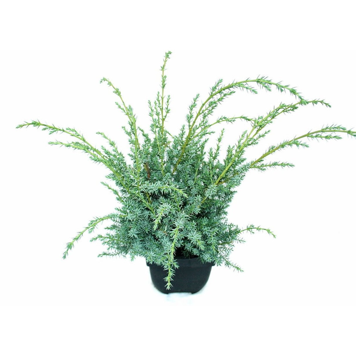 Kinesisk en – Juniperus chinensis 'Blue Alps' - C2