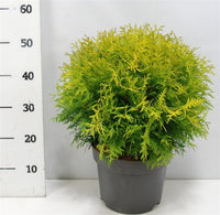 Thuja – Thuja occidentalis 'Golden Globe' - C7.5 40-50 cm.