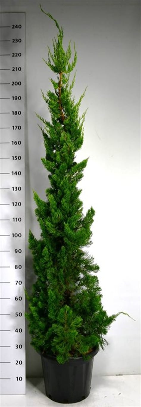Kinesisk en – Juniperus chinensis &