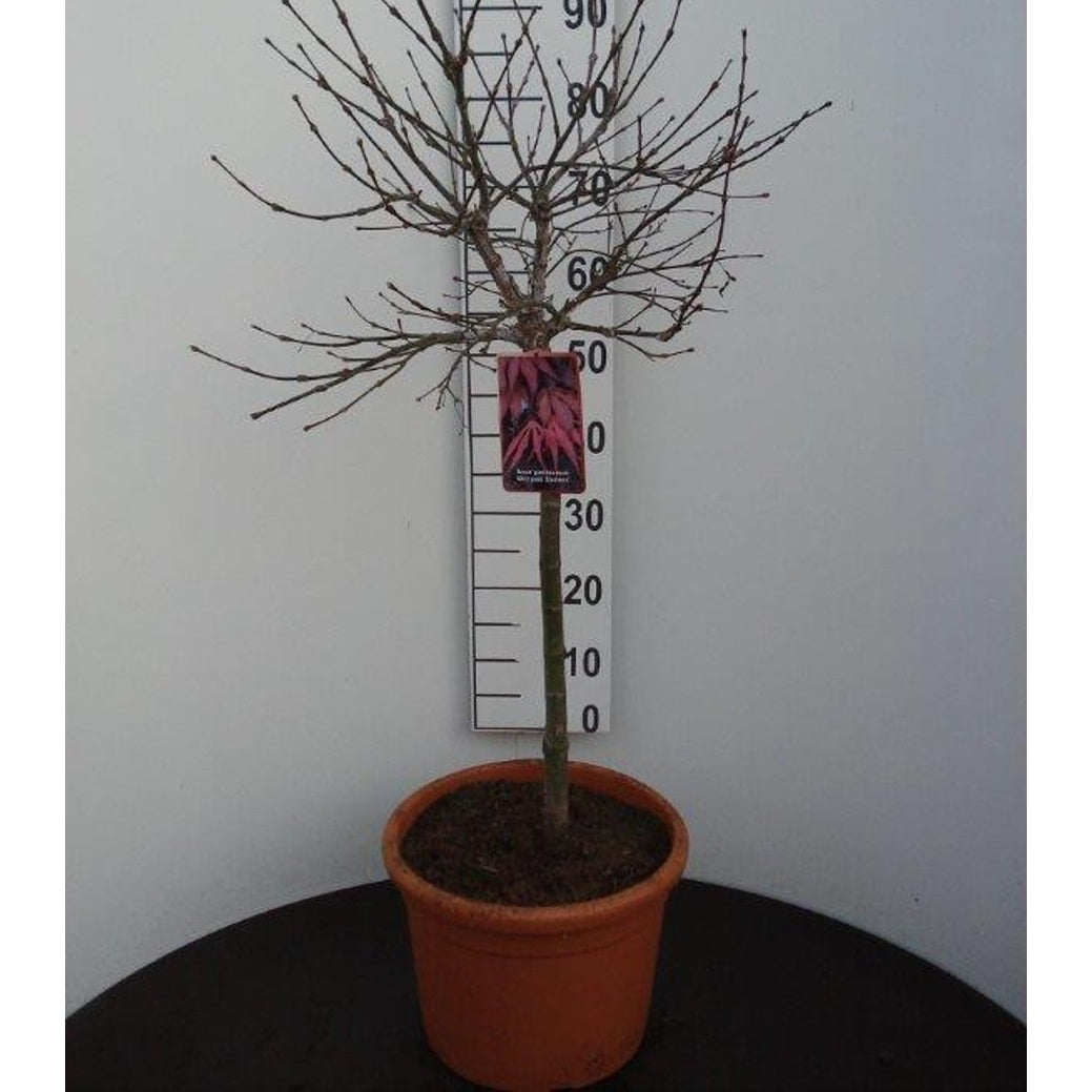 Japansk lönn – Acer pal. 'Oregon Sunset' - 60 CM Stem C15