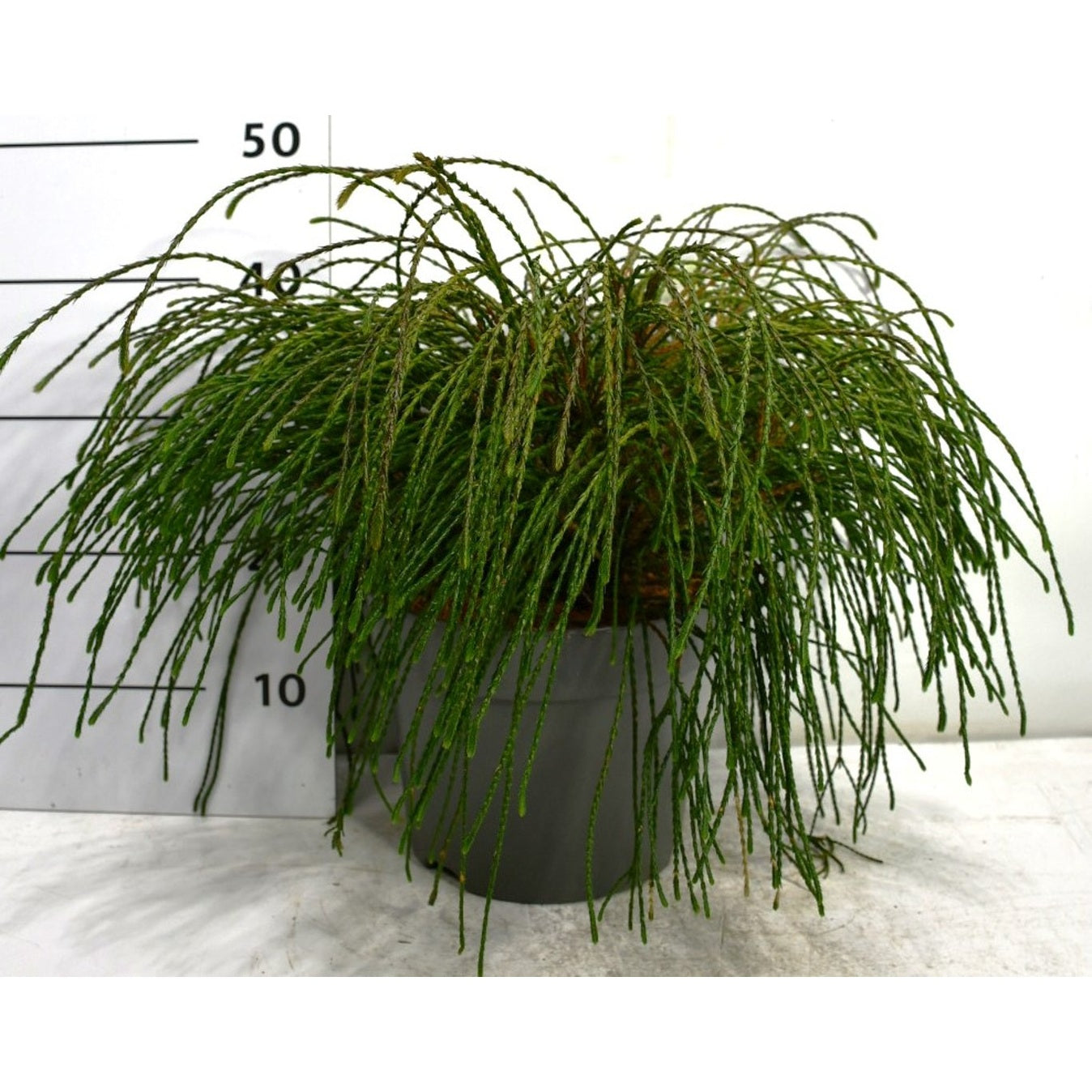 Thuja – Thuja plicata &