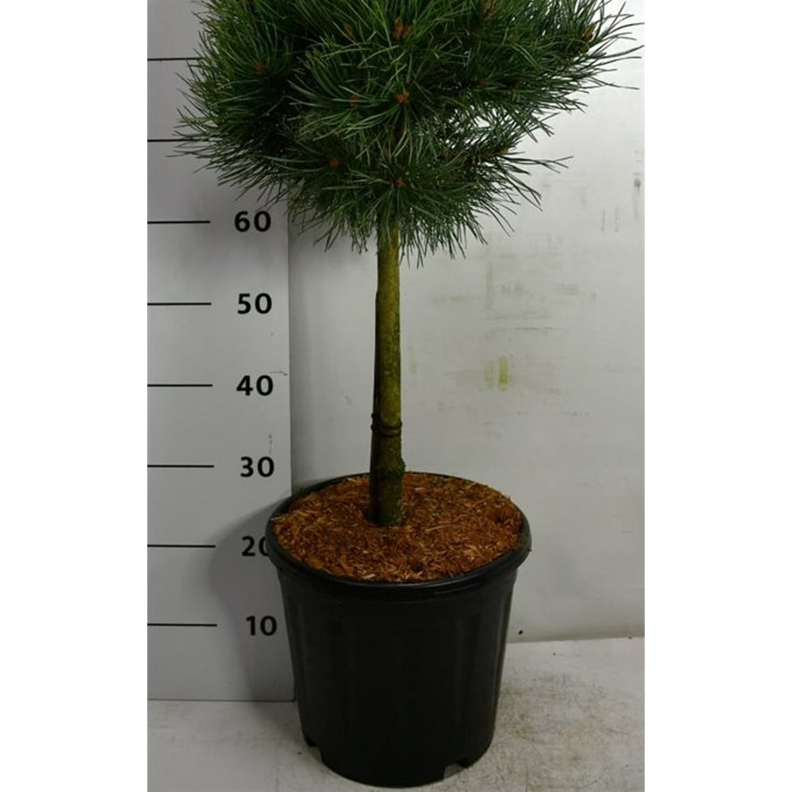 Tall – Pinus sylvestris &