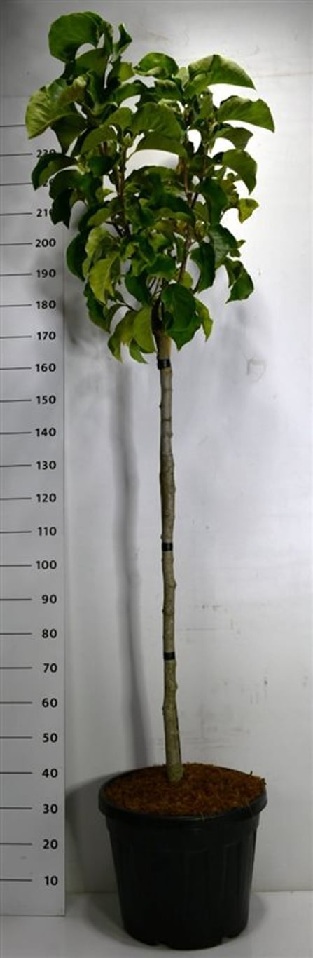 Magnolia – Magnolia 'Sunsation' - C45 120 cm. Stam