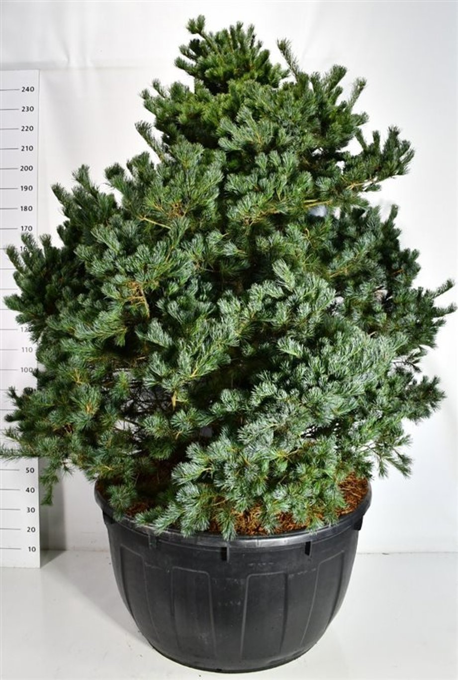 Japansk vit­tall – Pinus parviflora &