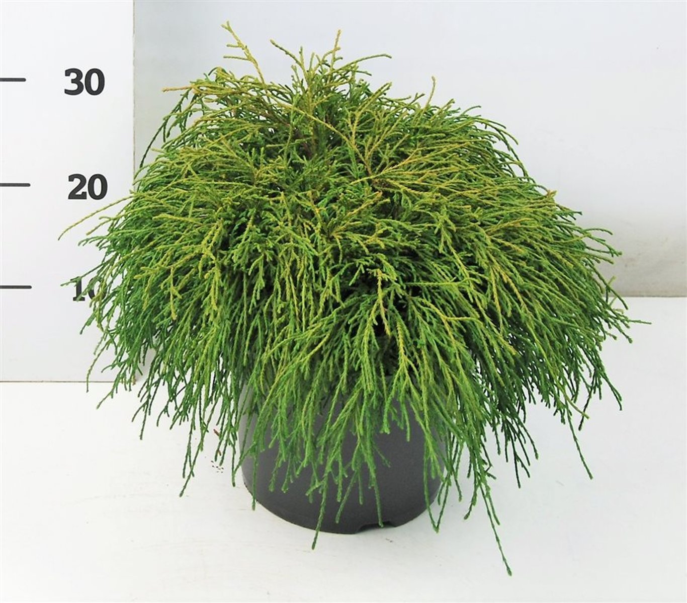 Ädelcypress – Chamaecyparis pisifera &