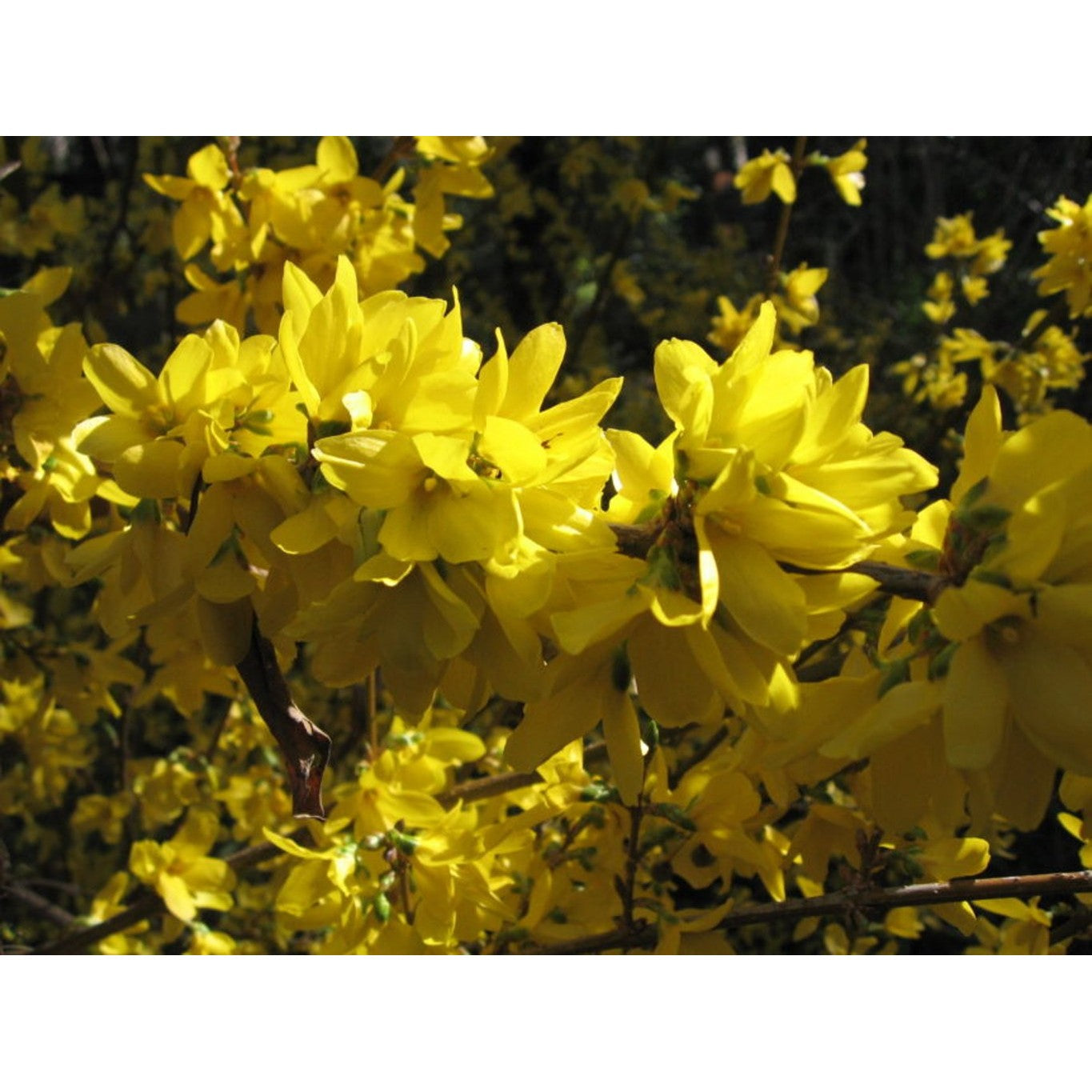 Forsythia – Forsythia intermedia &