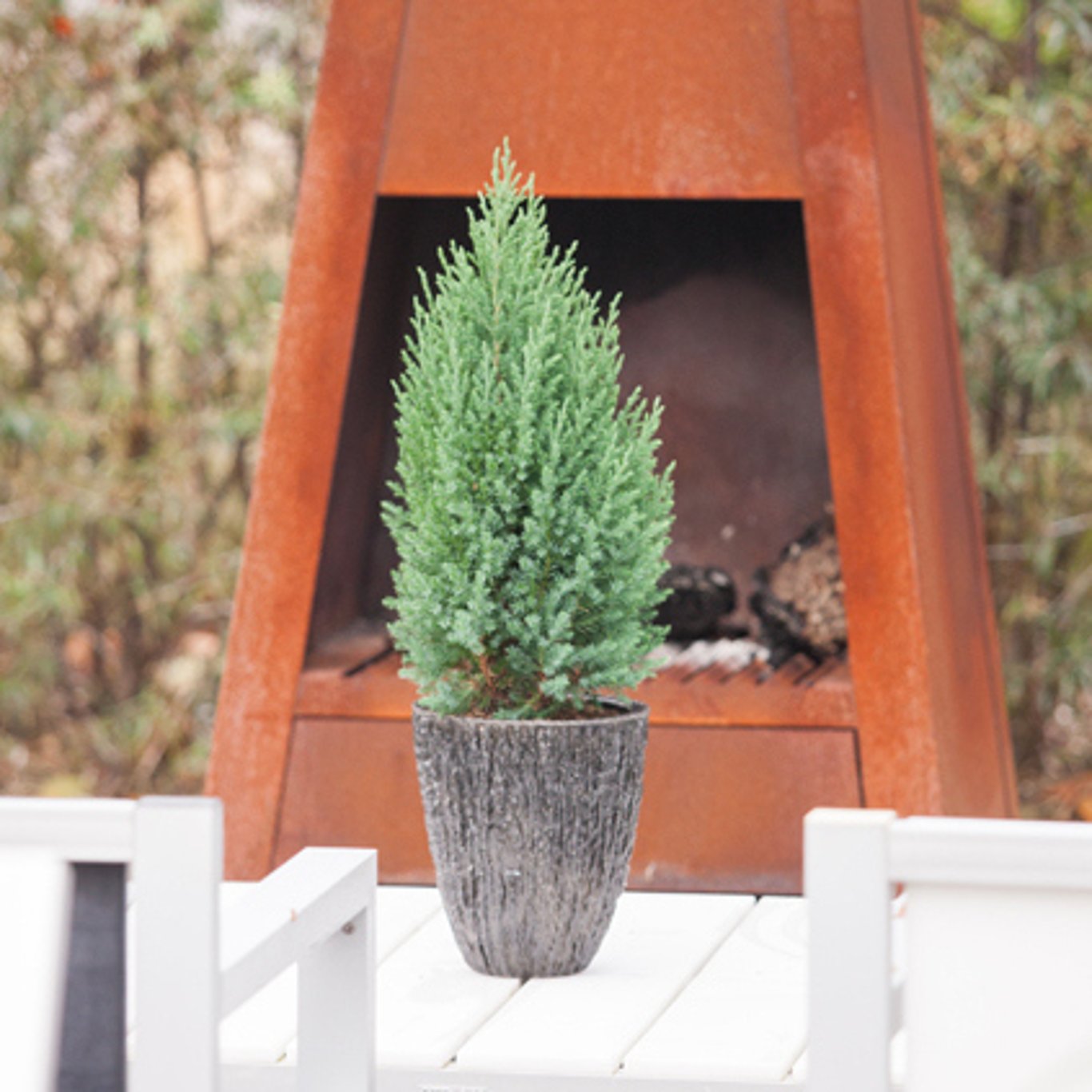 Kinesisk en – Juniperus chinensis 'Stricta' - C7.5 60-80 CM