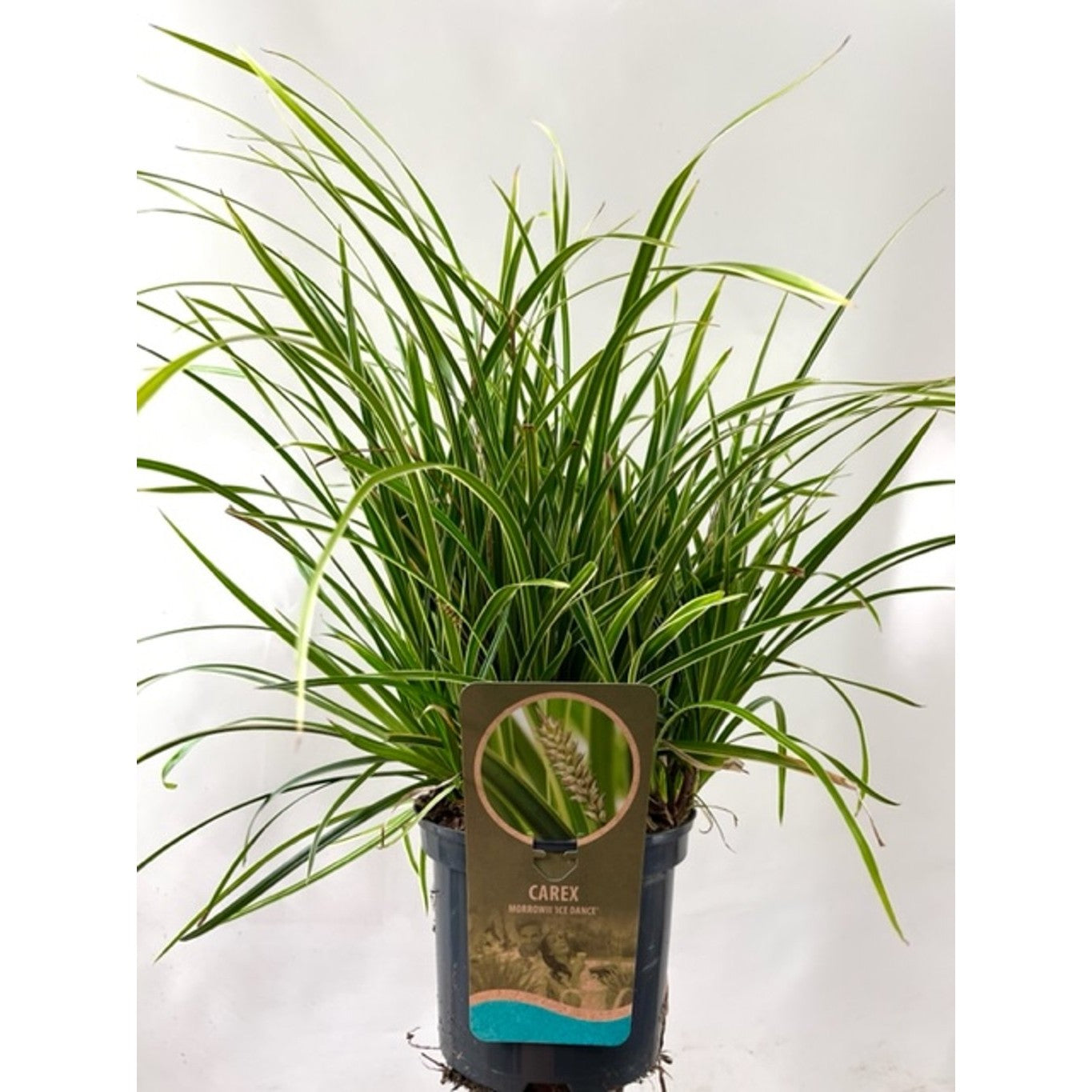 Starr – Carex morrowii 'Ice Dance' - C3