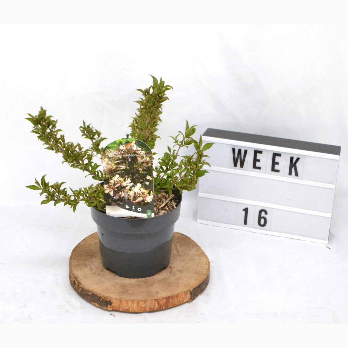 Praktweigela – Weigela 'Black and White' - C3 20-40 CM