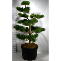 Japansk svarttall – Pinus thunbergii 'Thunderhead' - C230 175-200 cm. Bonsai