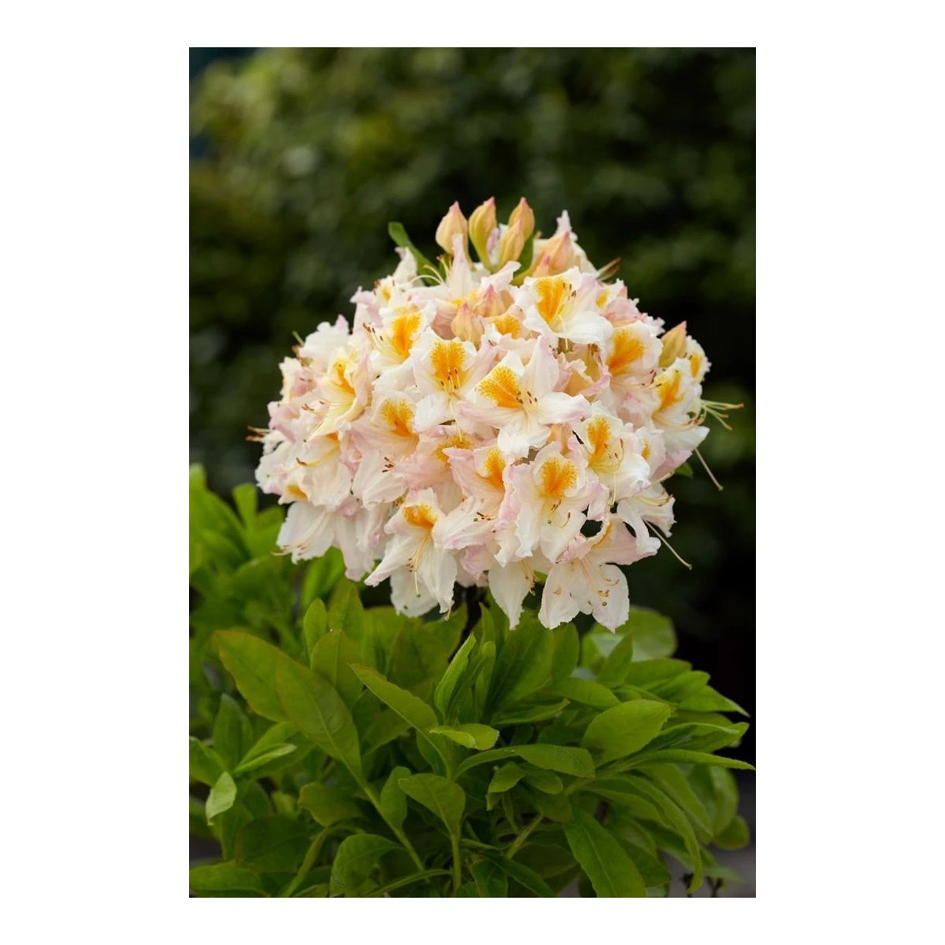 Rhododendron – Rhododendron luteum 'Möwe' - C5 40-50 CM