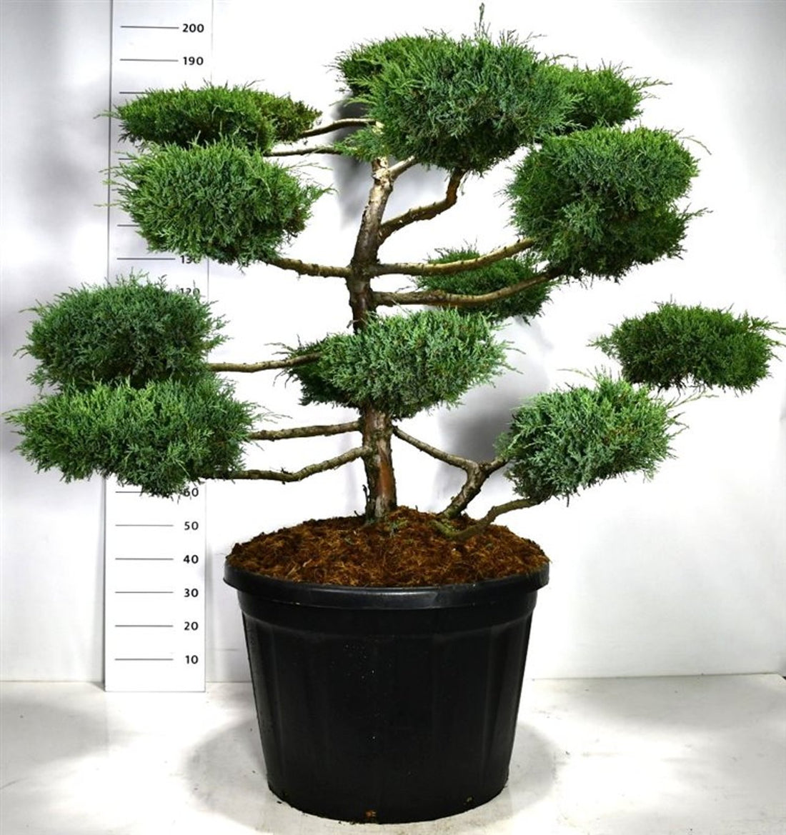Hybrid-en – Juniperus media &