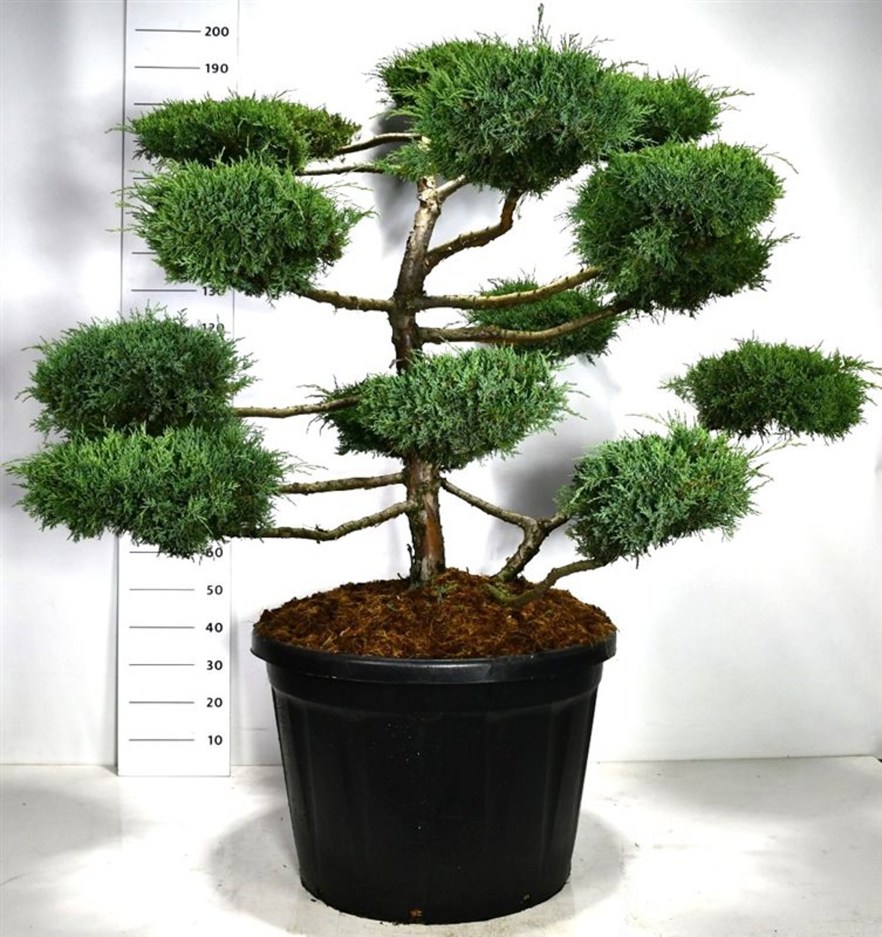Hybrid-en – Juniperus media &