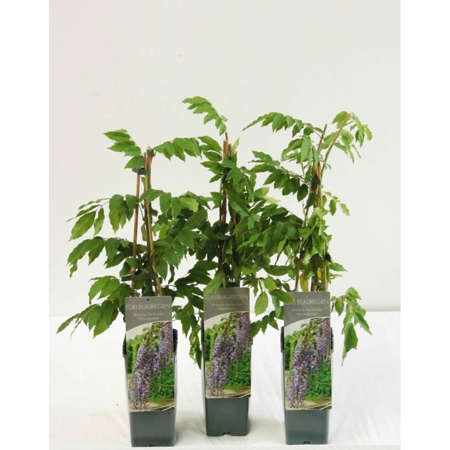 Blåregn – Wisteria floribunda &