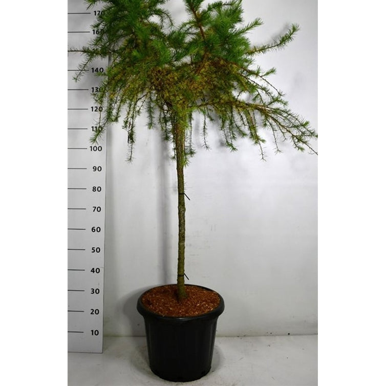 Lärk – Larix decidua &