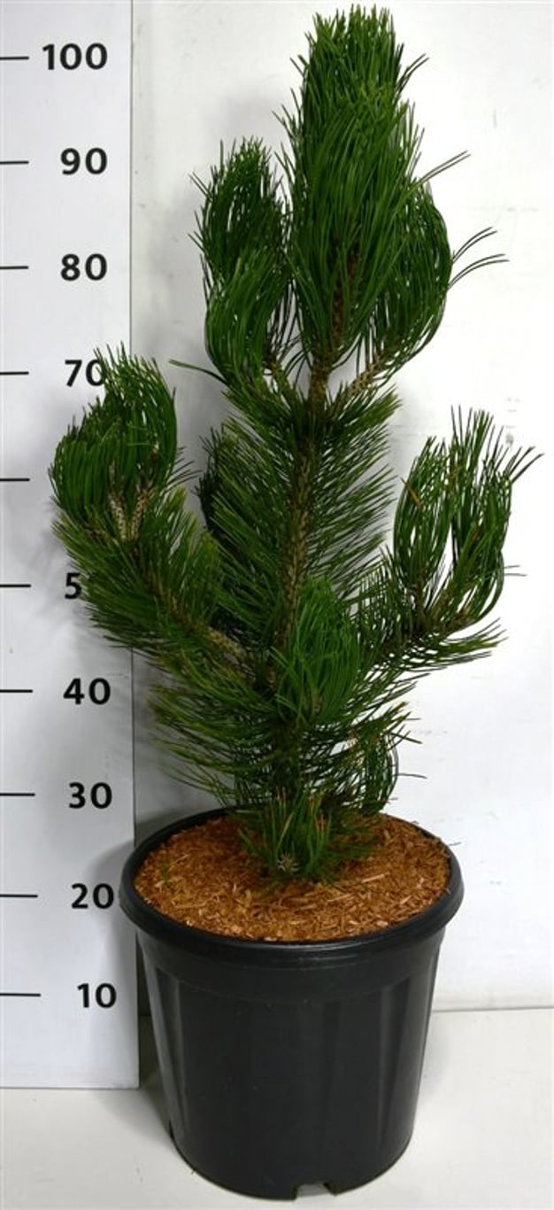 Balkantall – Pinus heldreichii &