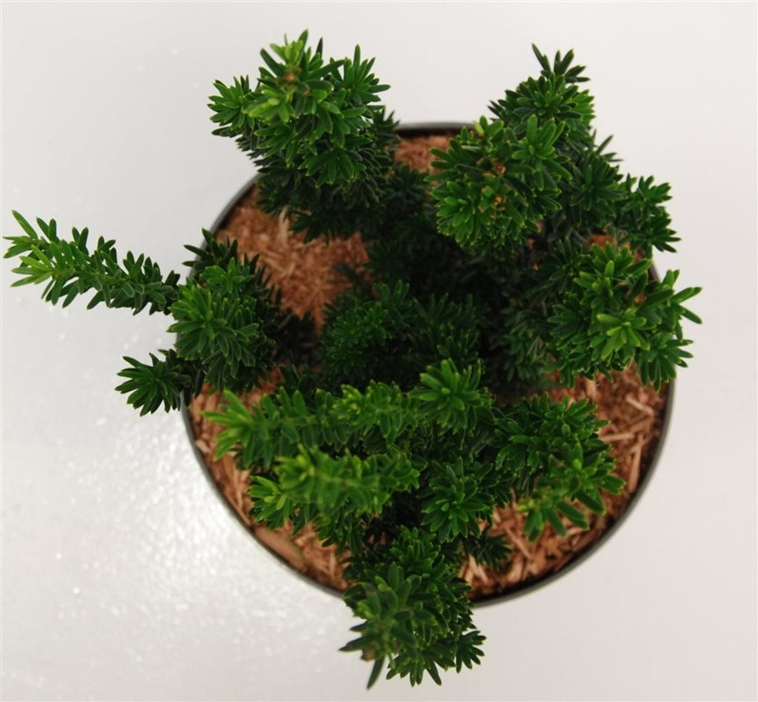Hybrididegran – Taxus media &