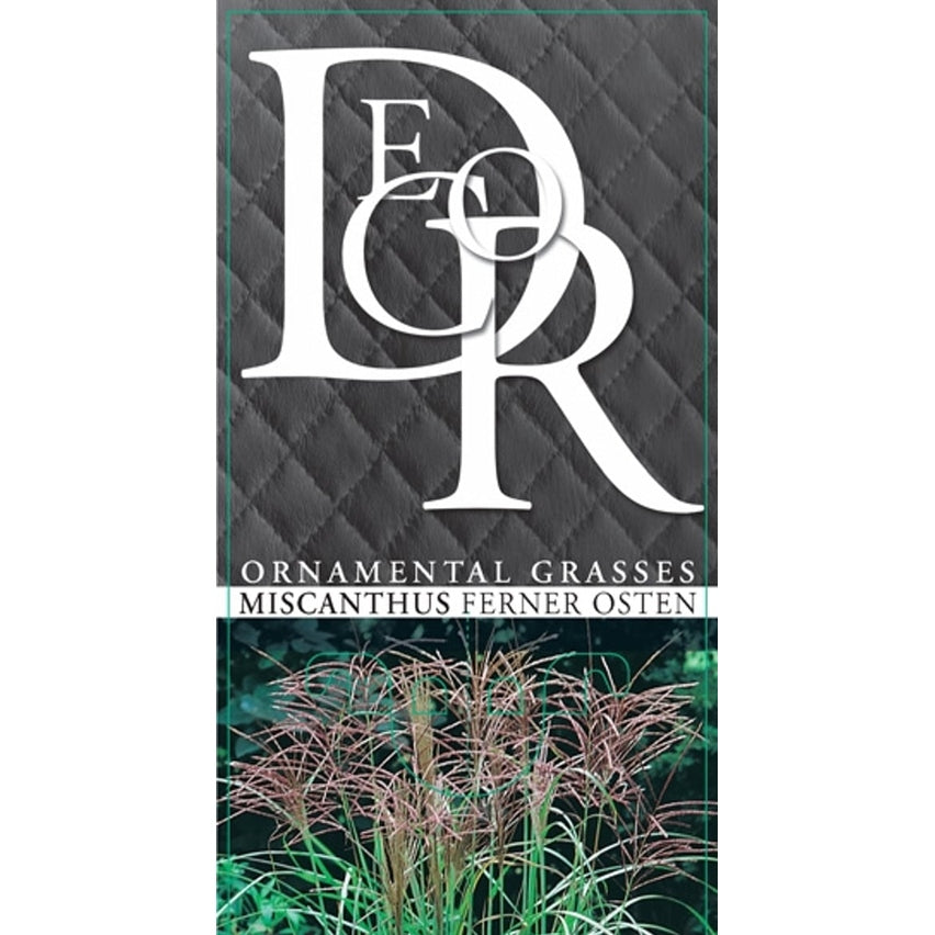 Glansmiskantus – Miscanthus sinensis 'Ferner Osten' - C5