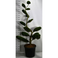 Cypresscypress – Cupressocyparis leylandii 'Castlewellan Gold' - C50 180-200 cm. Bonsai