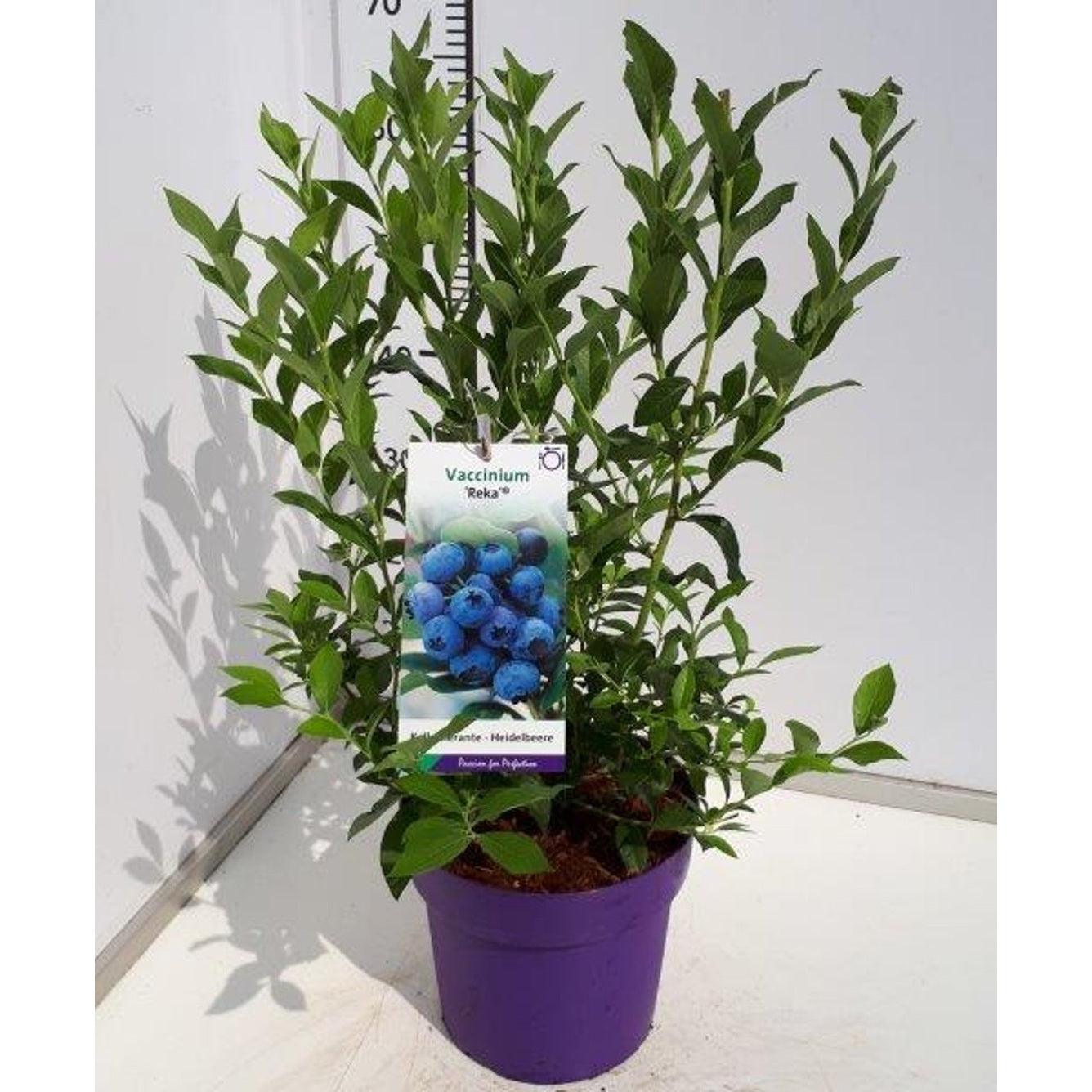 Trädgårdsblåbär – Vaccinium corymbosum 'Reka' - C5 40-60 CM