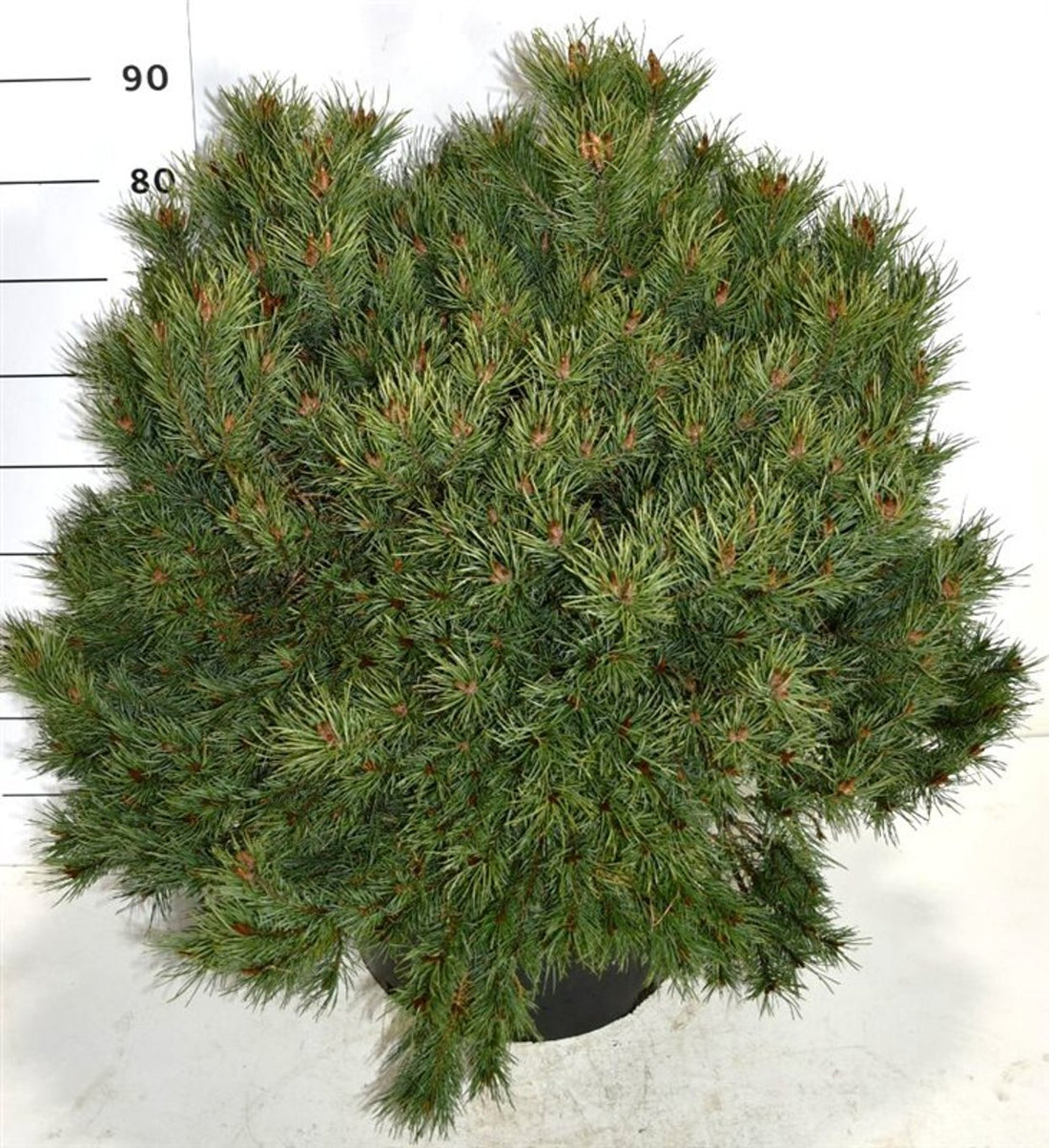 Tall – Pinus sylvestris &