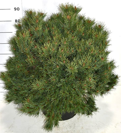 Tall – Pinus sylvestris &