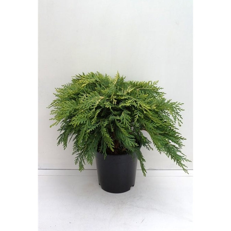 Ädelcypress – Chamaecyparis lawsoniana 'Sunkist' - C3 30-40 CM