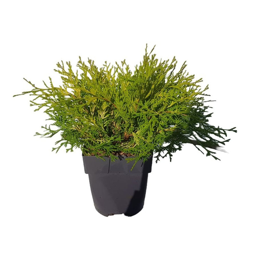 Ädelcypress – Chamaecyparis obtusa 'Kamarachiba' - C2